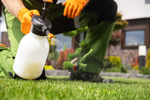 Best Flea Control Services  in York Harbor, ME