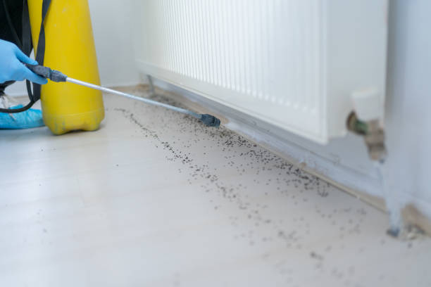 Best Local Pest Control Services  in York Harbor, ME